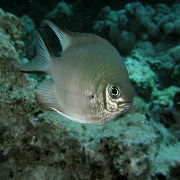 Colored fish, Red Sea Marine Colored fish, Red Sea Marine